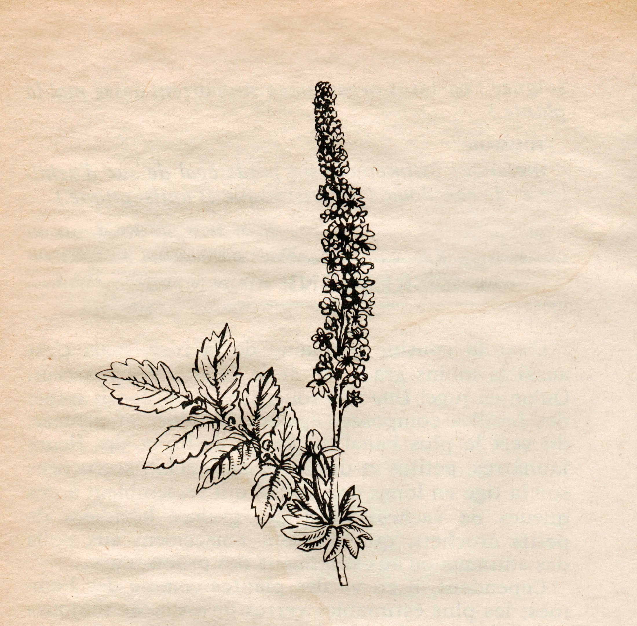 Botanic Scans, photo 3
